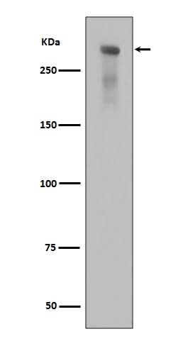 Anti-Phospho-DNA PKcs (S2056) PRKDC Rabbit Monoclonal Antibody Boster Bio