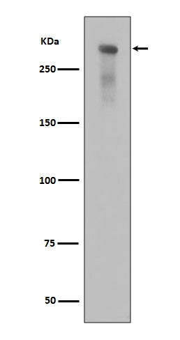 Anti-Phospho-DNA PKcs (S2056) PRKDC Rabbit Monoclonal Antibody Boster Bio