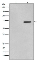 Anti-Phospho-ATF2 (T71) Rabbit Monoclonal Antibody Boster Bio