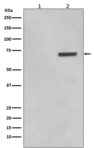 Anti-Phospho-ATF2 (T71) Rabbit Monoclonal Antibody Boster Bio