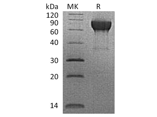 > 90 % as determined by reducing SDS-PAGE.