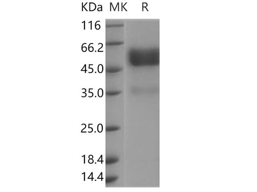 > 85 % as determined by reducing SDS-PAGE.