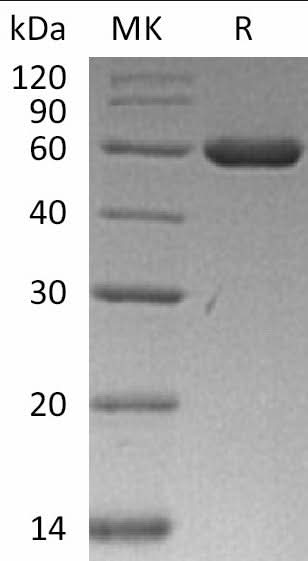 > 95 % as determined by reducing SDS-PAGE.