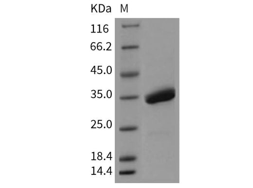 > 97 % as determined by reducing SDS-PAGE.