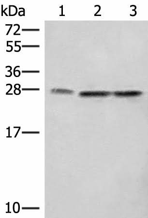 Western blot analysis of A172 LOVO and Hela cell lysates using SEC22B Polyclonal Antibody at dilution of 1:450