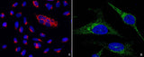 Anti-Human PTPN1 Antibody [B238]
