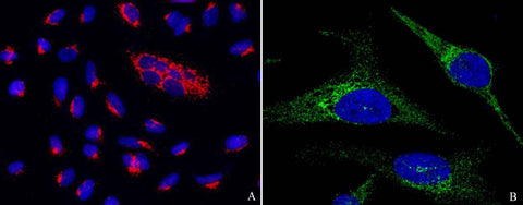 Anti-Human PTPN1 Antibody [B238] - ABMIUM