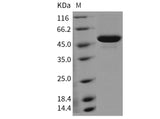 > 90 % as determined by reducing SDS-PAGE.