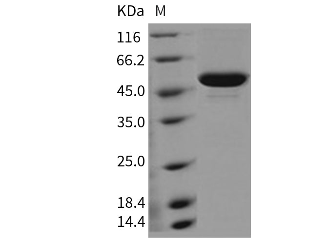 > 90 % as determined by reducing SDS-PAGE.