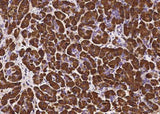 Anti-Human PNLIP Antibody [B188]