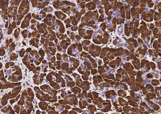 Anti-Human PNLIP Antibody [B188] - ABMIUM