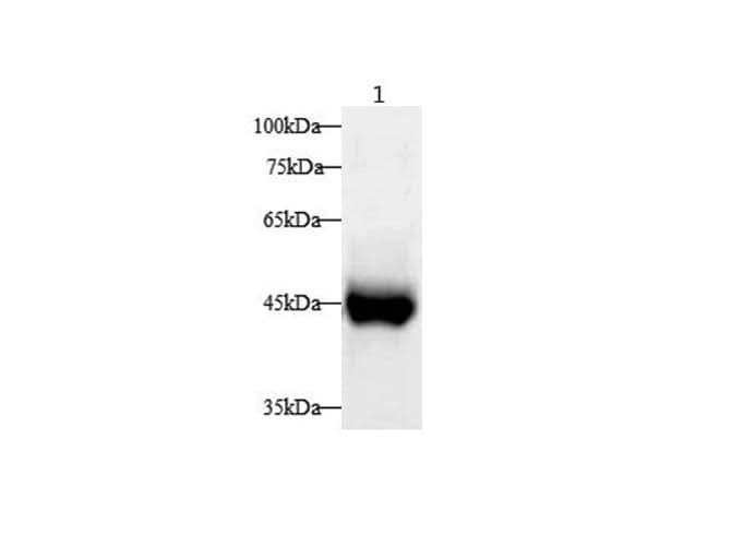 Western blot with Serpinb2 Polyclonal antibody at dilution of 1:1000.lane 1:Rat esophagus