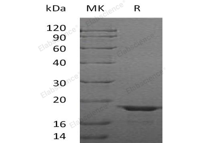 > 95 % as determined by reducing SDS-PAGE.
