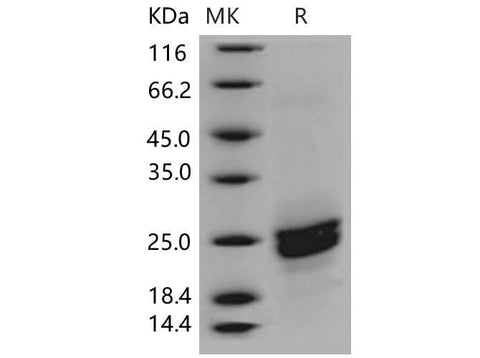 > 95 % as determined by reducing SDS-PAGE.