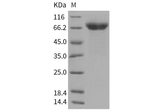 > 97 % as determined by reducing SDS-PAGE.