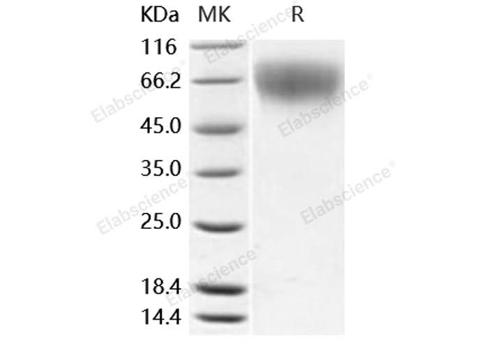 > 98 % as determined by reducing SDS-PAGE.
