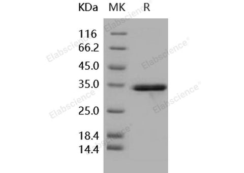 > 90 % as determined by reducing SDS-PAGE.