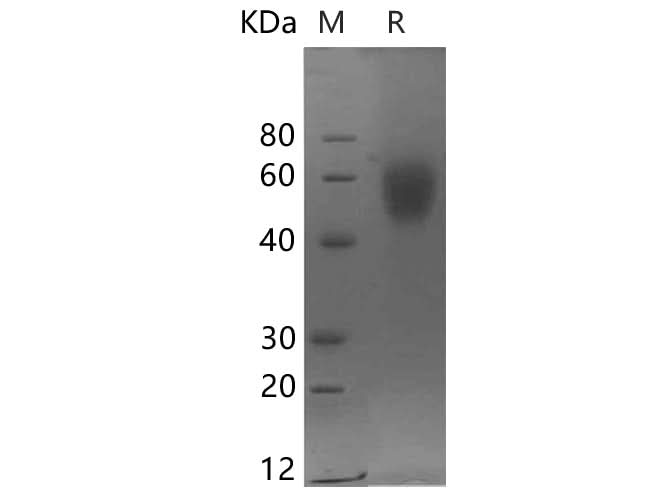 SDS-PAGE analysis of Human MICA proteins, 2 μg/lane of Recombinant Human MICA proteins was resolved with SDS-PAGE under reducing conditions, showing bands at 50-60 kDa.