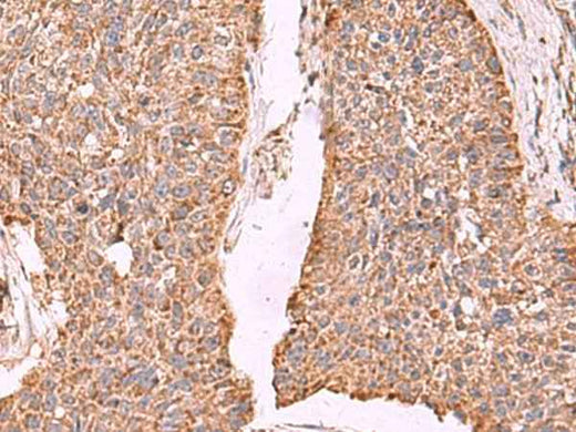 Anti-Human/Mouse/Rat PER3 Antibody