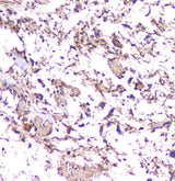 Anti-beta Amyloid/APP Antibody Picoband® Boster Bio