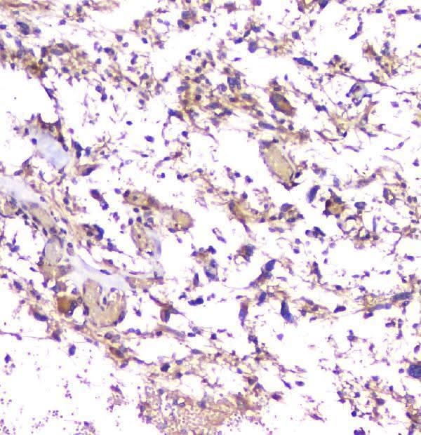Anti-beta Amyloid/APP Antibody Picoband® Boster Bio