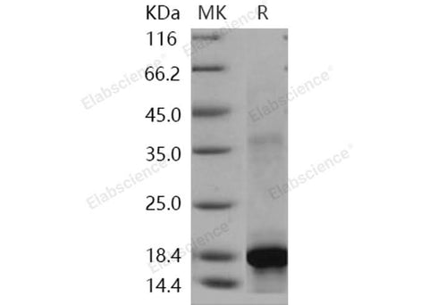 > 90 % as determined by reducing SDS-PAGE.