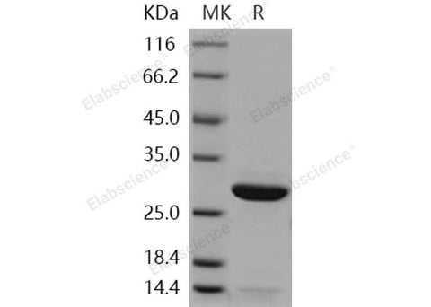 > 95 % as determined by reducing SDS-PAGE.
