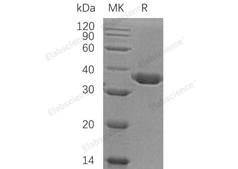 > 95 % as determined by reducing SDS-PAGE.