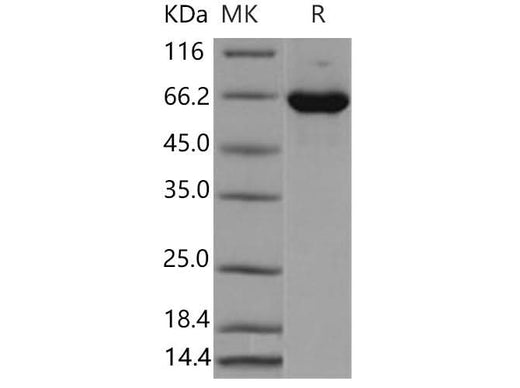 > 96 % as determined by reducing SDS-PAGE.