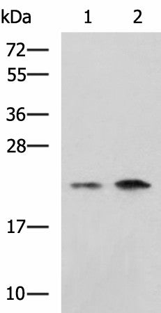 Western blot analysis of Jurkat Raji cell lysates using CHMP6 Polyclonal Antibody at dilution of 1:1000