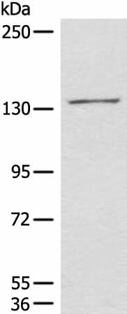 Western blot analysis of 231 cell lysate using HIPK2 Polyclonal Antibody at dilution of 1:850