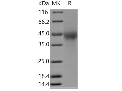 > 95 % as determined by reducing SDS-PAGE.