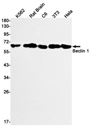 Western blot detection of Beclin 1 in K562,Rat Brain,C6,3T3,Hela cell lysates using Beclin 1 Rabbit mAb(1:1000 diluted).Predicted band size:52kDa.Observed band size:60kDa.