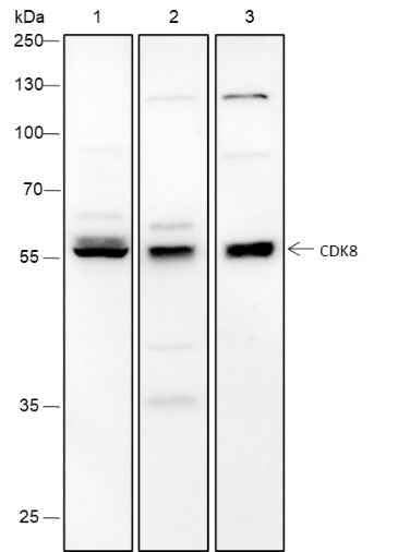 Anti-Human/Mouse CDK8 Antibody [A183] - ABMIUM