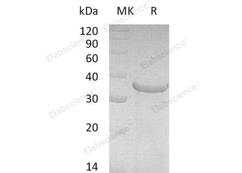 > 85 % as determined by reducing SDS-PAGE.