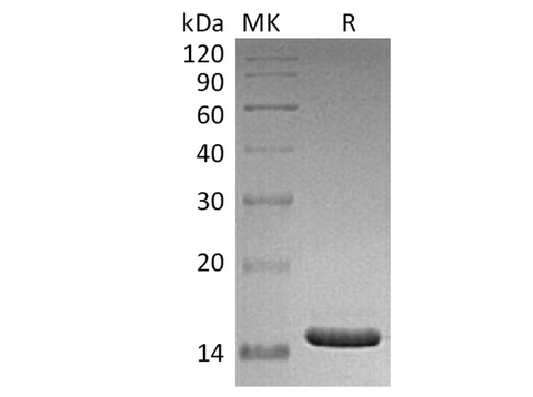Recombinant Human CD40L/TNFSF5 Protein (E.coli) - ABMIUM