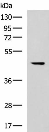 Western blot analysis of 293T cell lysate using MLNR Polyclonal Antibody at dilution of 1:500