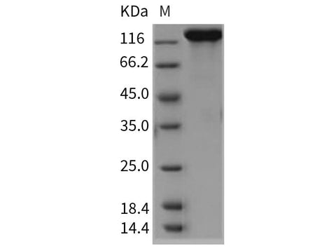 > 95 % as determined by reducing SDS-PAGE.