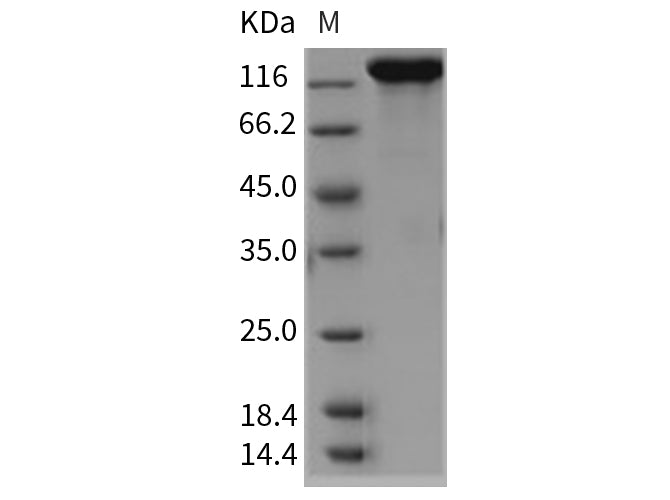 > 95 % as determined by reducing SDS-PAGE.