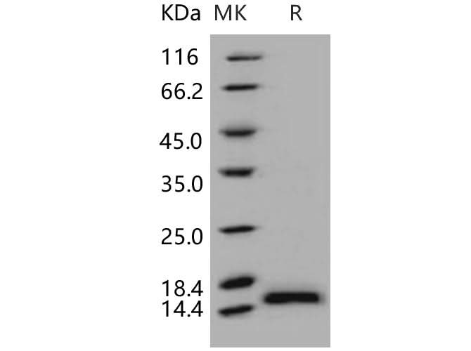 > 97 % as determined by reducing SDS-PAGE.