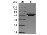 > 95 % as determined by reducing SDS-PAGE.