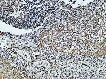 Anti-Human/Mouse/Rat CD4 Antibody [9G1]