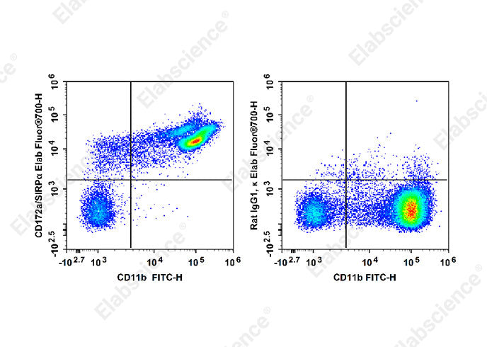 Anti-Mouse CD172a Antibody - ABMIUM