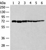 Western blot analysis of 293T cell Human fetal brain tissue Jurkat cell Hela cell Mouse heart tissue lysates using TCF25 Polyclonal Antibody at dilution of 1:250