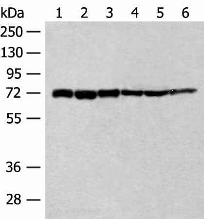 Anti-Human/Mouse TCF25 Antibody