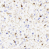 Immunohistochemistry analysis of paraffin-embedded mouse brain using AIF1 Monoclonal Antibody at dilution of 1:400.