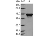 > 90 % as determined by reducing SDS-PAGE.