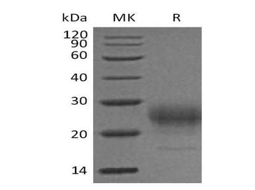 > 95 % as determined by reducing SDS-PAGE.