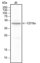 Anti-Human CD16a Antibody [A162]