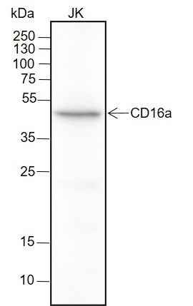 Anti-Human CD16a Antibody [A162] - ABMIUM